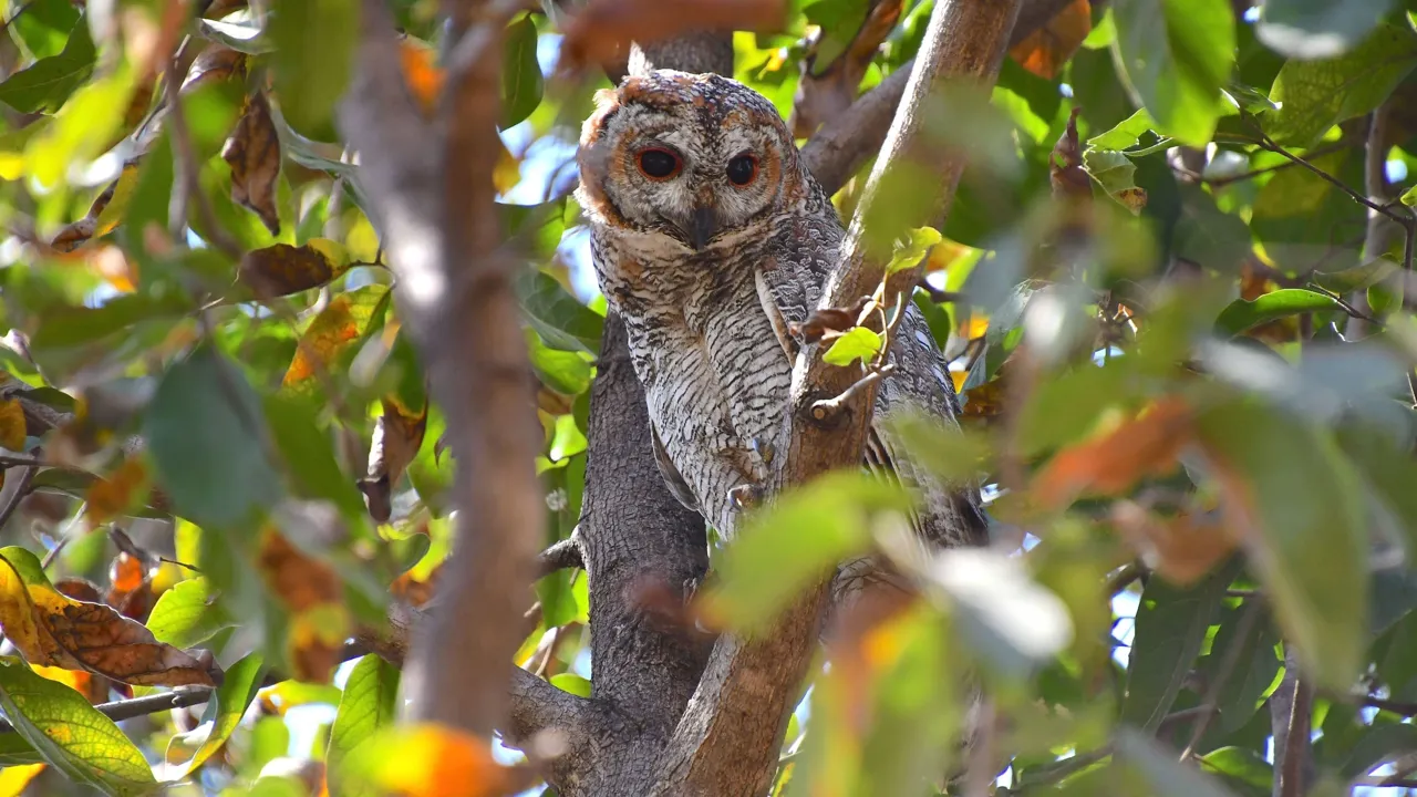 Mottled Wood Owl. Foto af Hanne Christensen