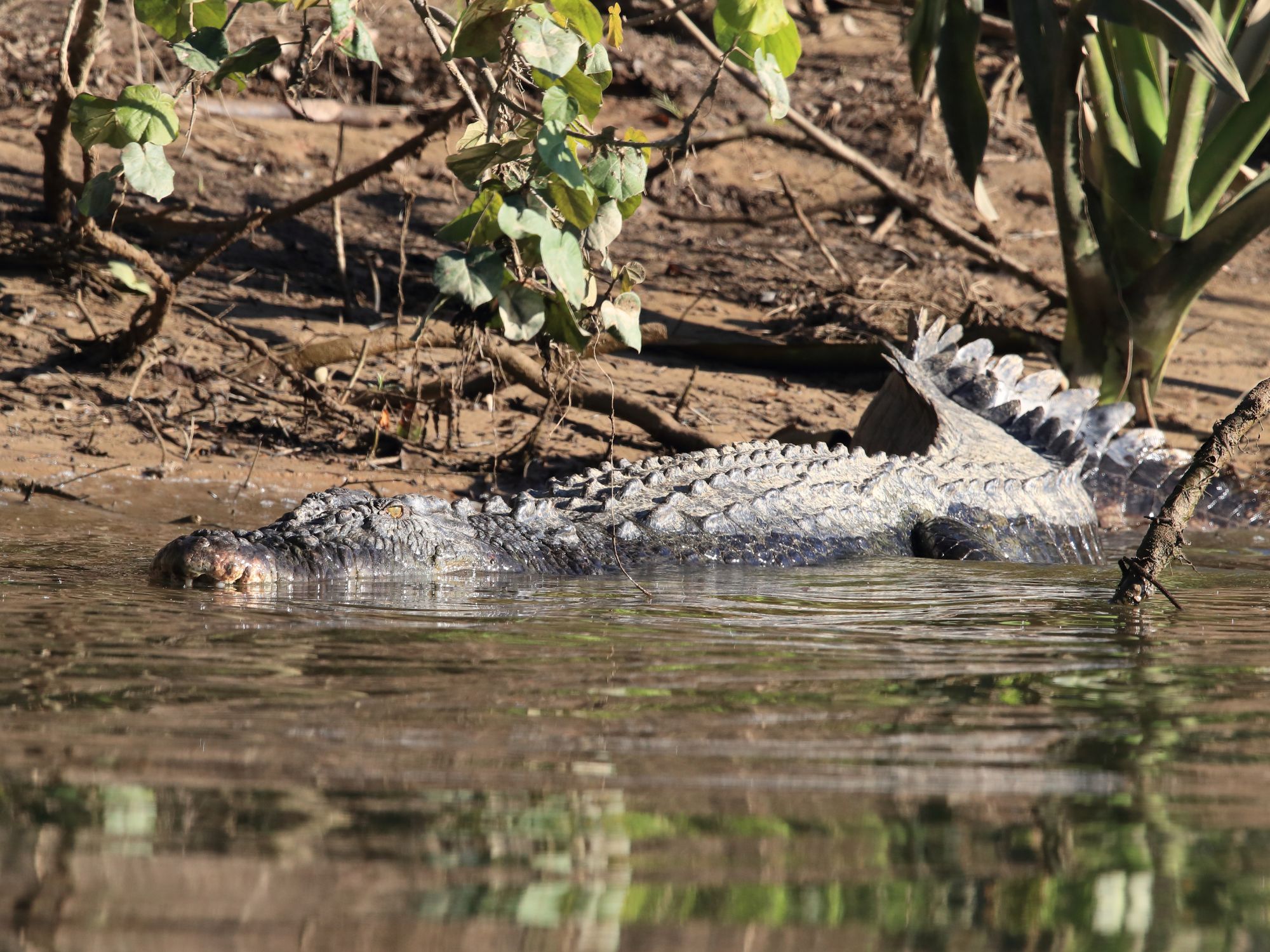 Måske spotter vi en saltvandskrokodille i Daintree National Park. Foto Viktors Farmor