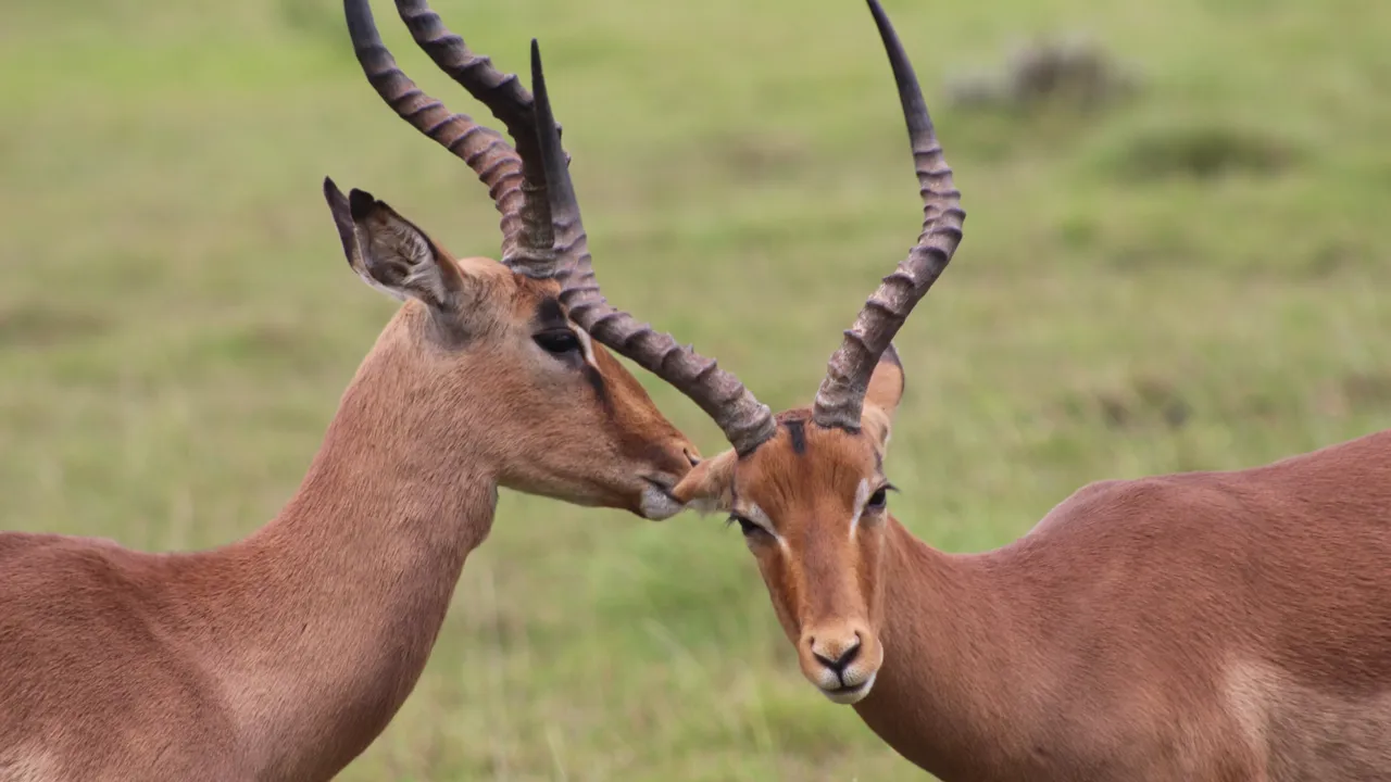Unge impalahanner danner ofte ungkarleflokke. Foto Marlene T. Kristensen