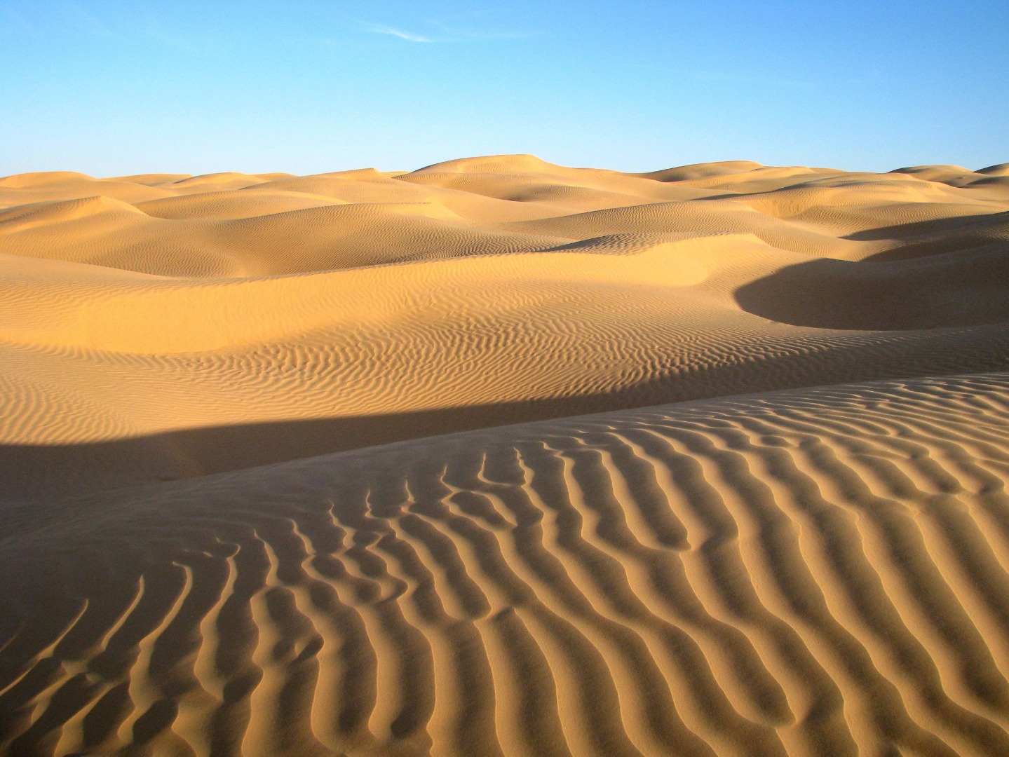 De flotte gyldne sanddyner i Sahara. Foto Jytte Krogsbøl