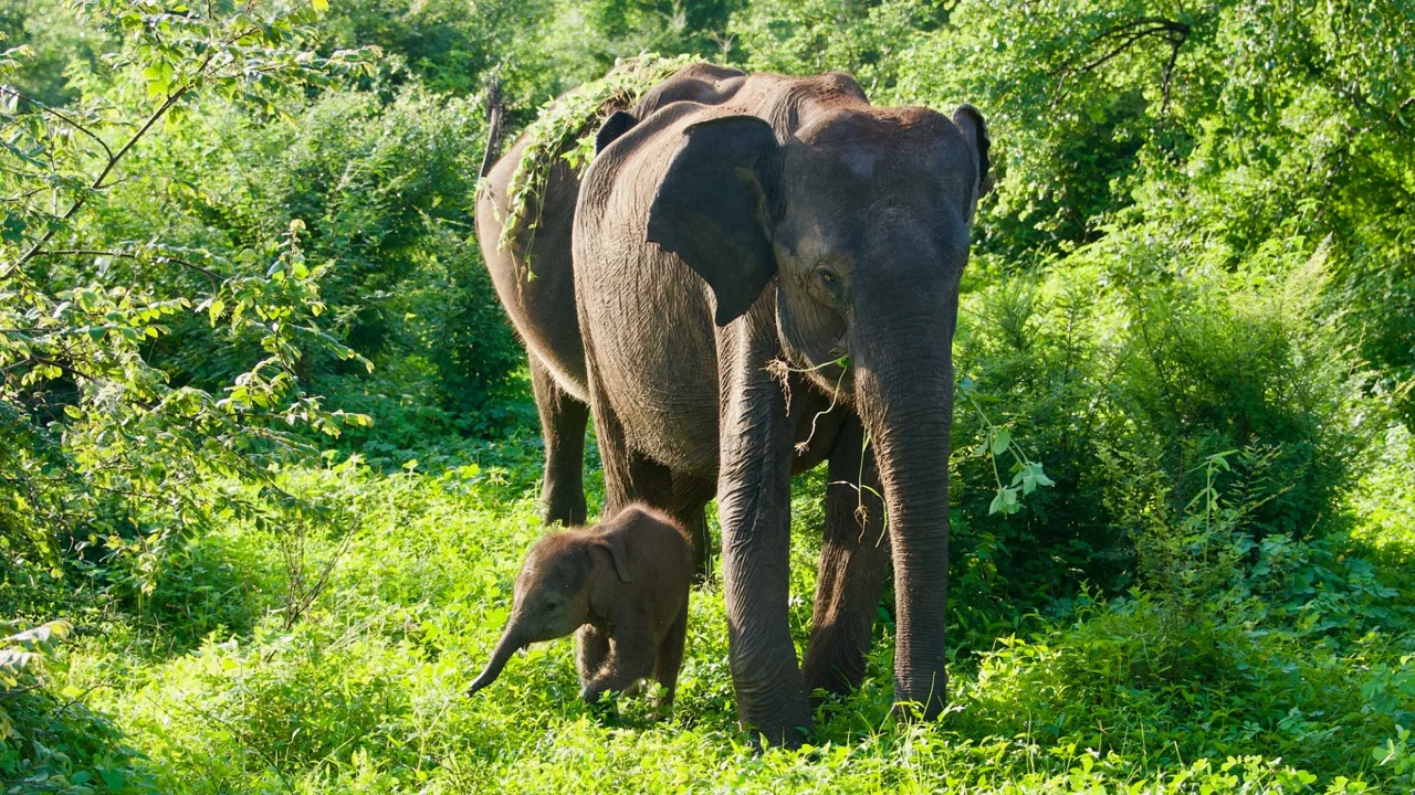 Udawalawe National Park er hjemsted for Sri Lanka’s største bestand af vilde elefanter. Foto Flemming Lauritsen