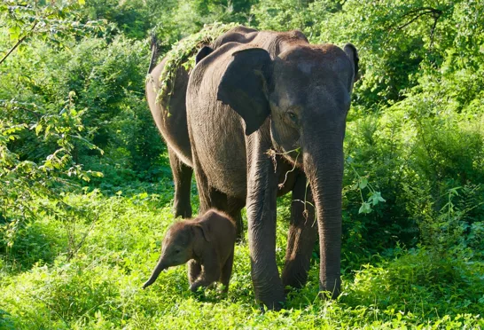 Udawalawe National Park er hjemsted for Sri Lanka’s største bestand af vilde elefanter. Foto Flemming Lauritsen