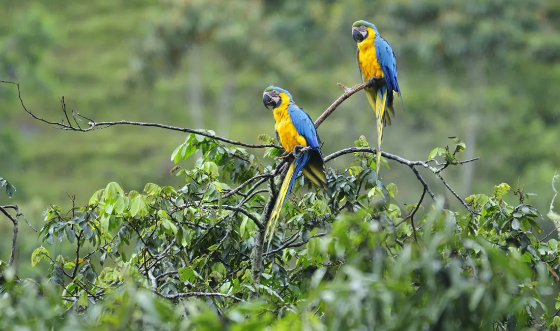 De smukke araer i junglen. Foto Christian Heeb
