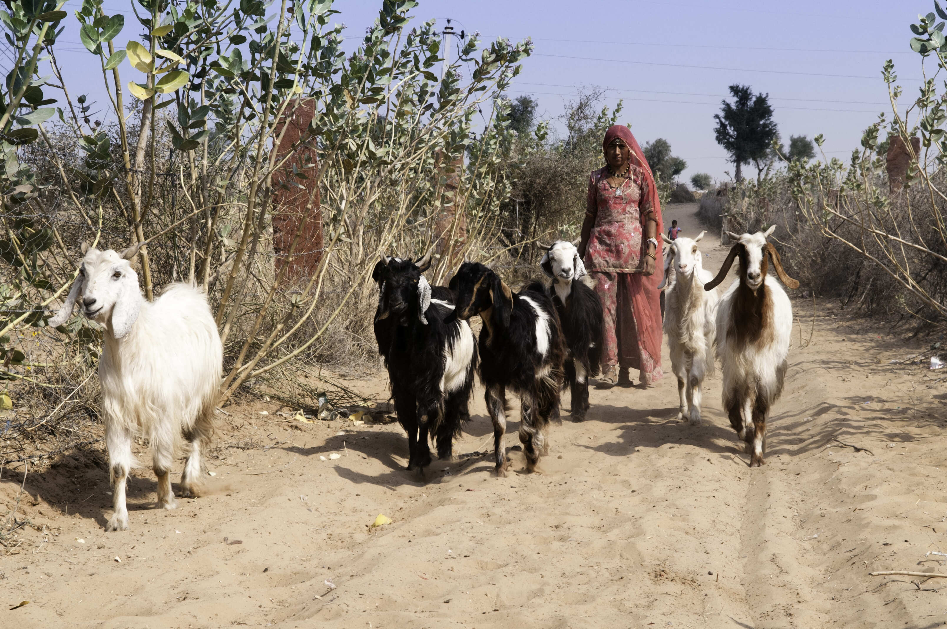 Vi oplever livet på landet i Rajasthan. Foto af Ida Refsgaard