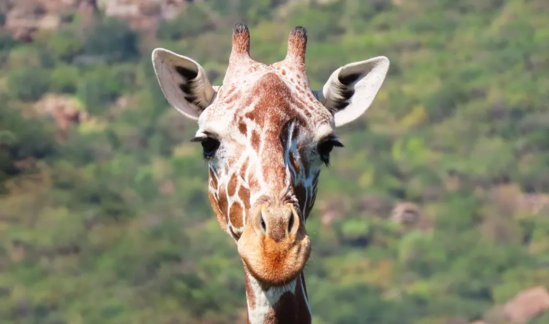 Giraf i Samburu Nature Reserve. Foto Kirsten Færdig Strauss