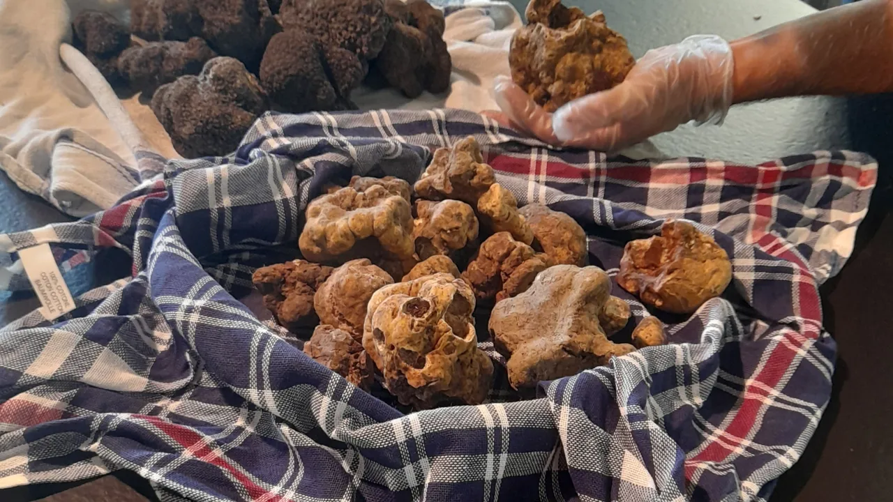 Tag med på trøffeljagt! Foto Lene Brøndum