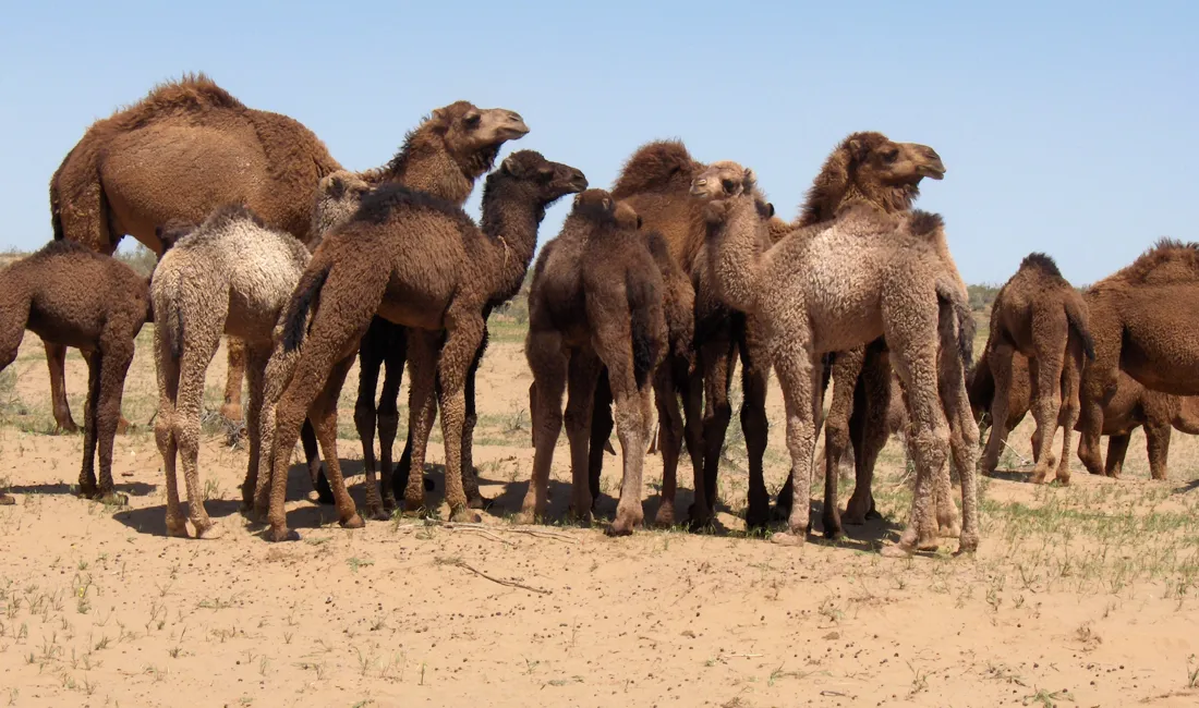 I Turkmenistans ørken lever der flokke af fritgående kameler. Foto Kirsten Gynther Holm