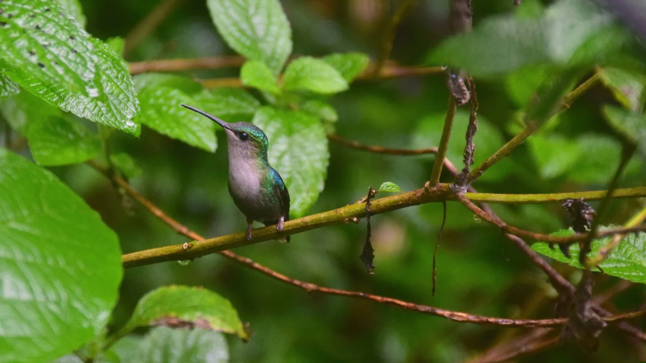 Costa Rica har en imponerende diversitet af fugle - her en bronzehalet silkekolibri. Foto Hanne Christensen