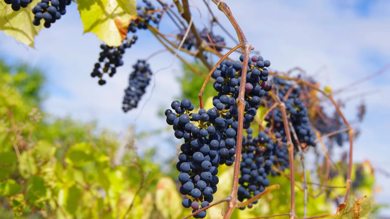 Moldova, er et vinland med stolte traditioner, hvor solmodne druer danner grundlag for unikke vine. Foto Viktors Farmor