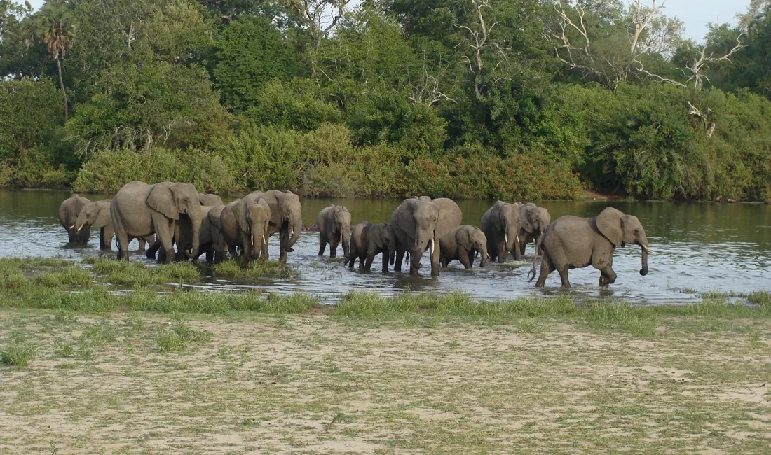 I Tarangire Nationalparken findes et meget stort antal elefanter. Foto Viktors Farmor