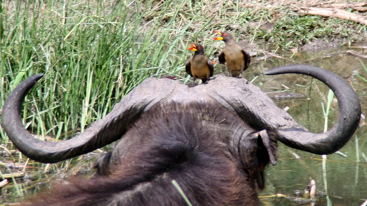 En vandbøffel har besøg af  to oksehakkere i Kazingakanalen i Queen Elisabeth Nationalpark. Foto Michael Andersen