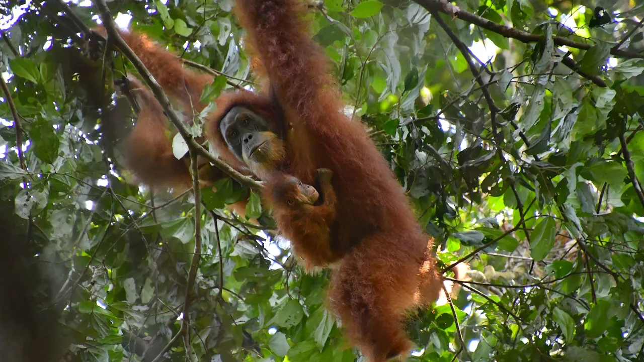 Vi tager på vandretur i Bukit Lawang, hvor der er gode chancer for at se orangutanger. Foto: Hanne Christensen
