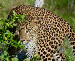 Yala nationalparken i Sri Lanka har verdens tætteste bestand af leoparder. Foto Henrik Birgens