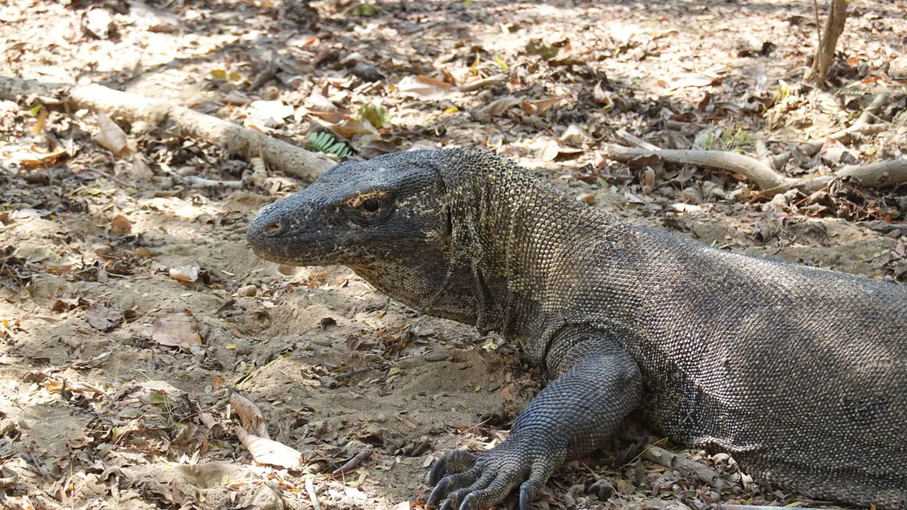 Vi kommer tæt på Komodo varanerne på både Komodo og Rincaøerne. Foto Claus Christensen