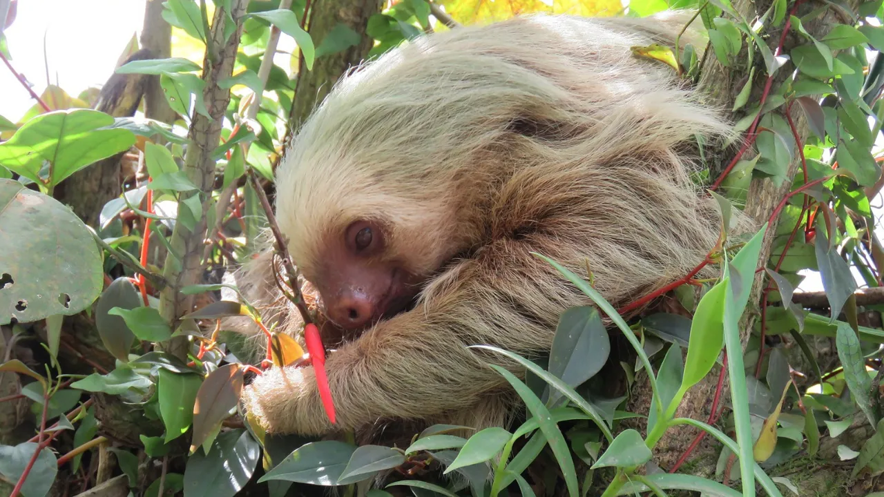 Costa Rica er et paradis for alle, der elsker dyr. Foto Kirsten Gynther Holm