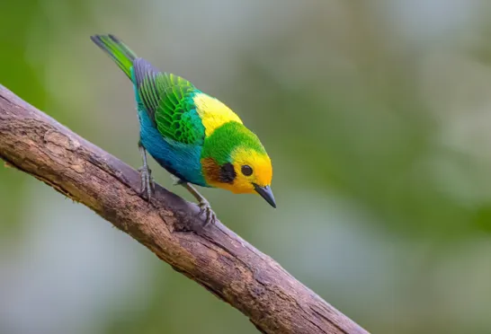 Den smukke Multicoloured Tanager, som kun findes i Colombia, har vi mulighed for at opleve på turen. Foto Viktors Farmor