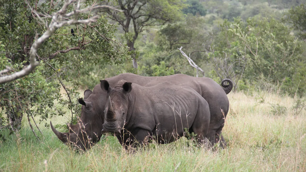 På billedet ses en flok næsehorn som kaldes kollektivt et "crash". Foto Anna-Karin Johannsen