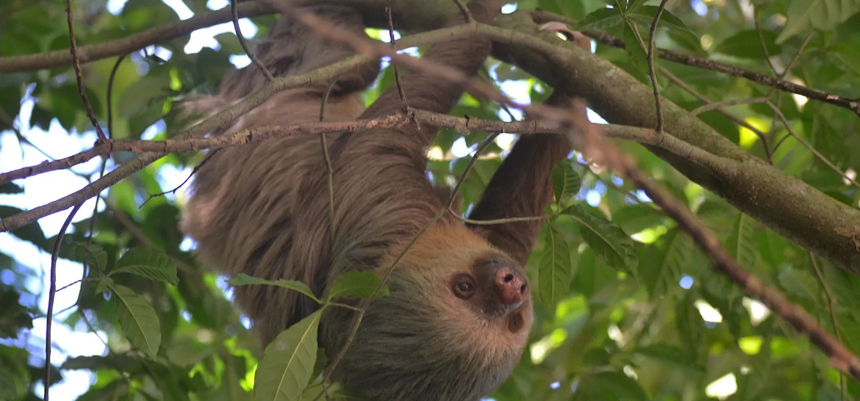 Her ser vi det totået dovendyr i Costa Rica. Foto Hanne Christensen 