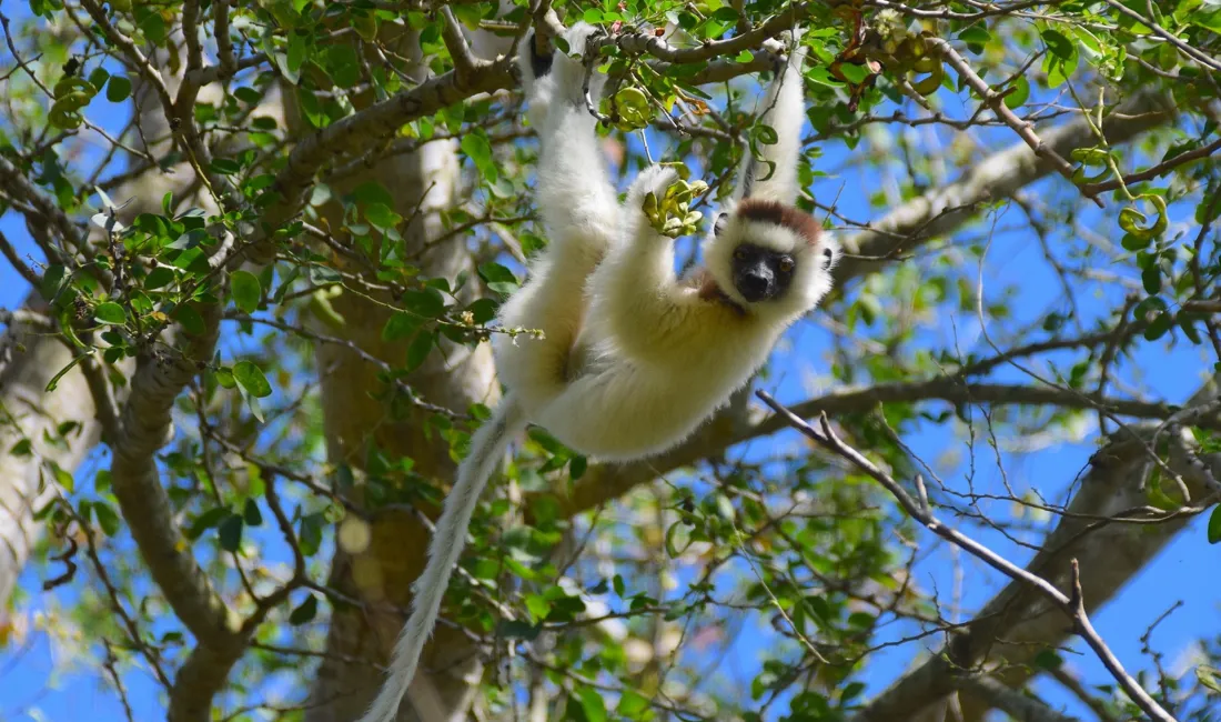 Verreaux's sifaka er endemisk for Madagaskar. Foto Hanne Christensen
