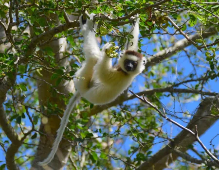 Verreaux's sifaka er endemisk for Madagaskar. Foto Hanne Christensen