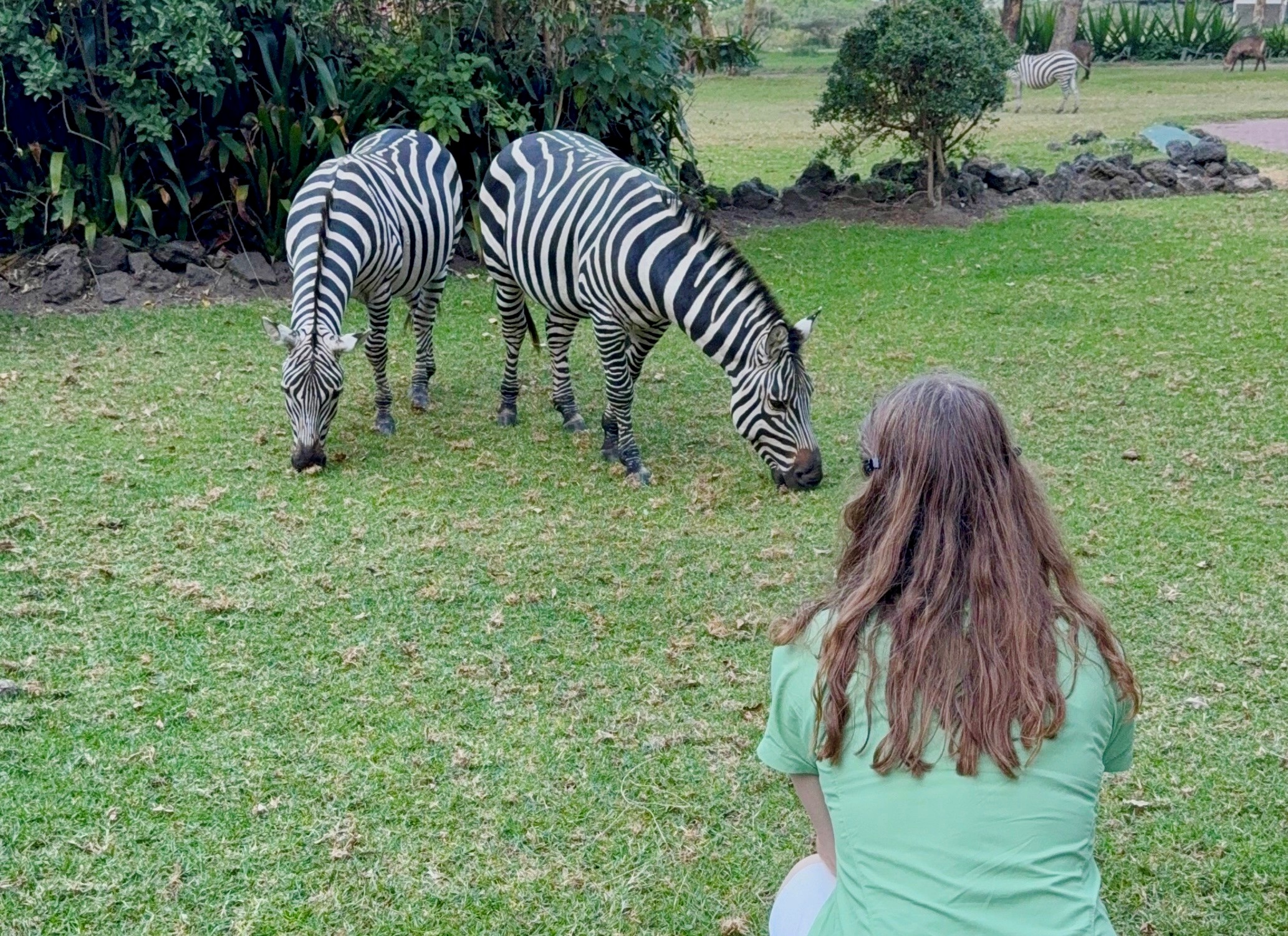 Dyrene på lodgen ved Lake Naivasha er ualmindeligt tillidsfulde. Foto Denise Kristensen