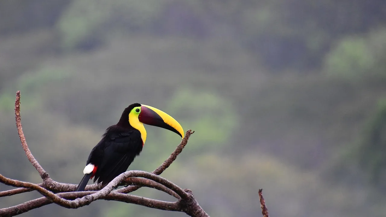 Yellow throated toucan er en af Costa Ricas ikoniske fugle. Foto Hanne Christensen