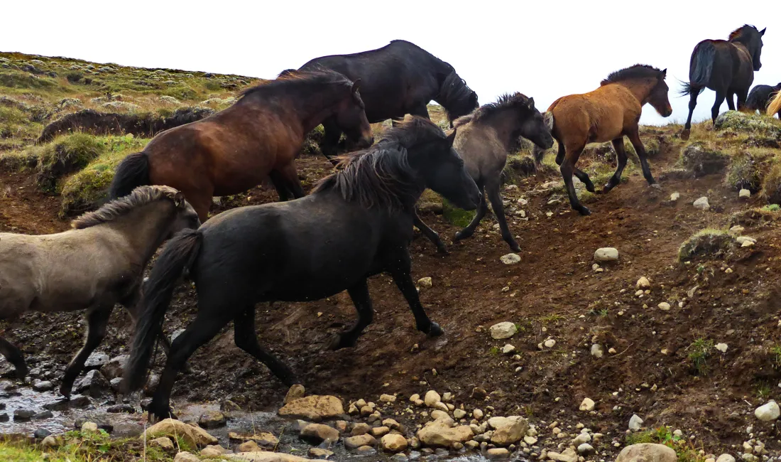 Der er masser af heste i den smukke islandske natur. Foto Claus Bech