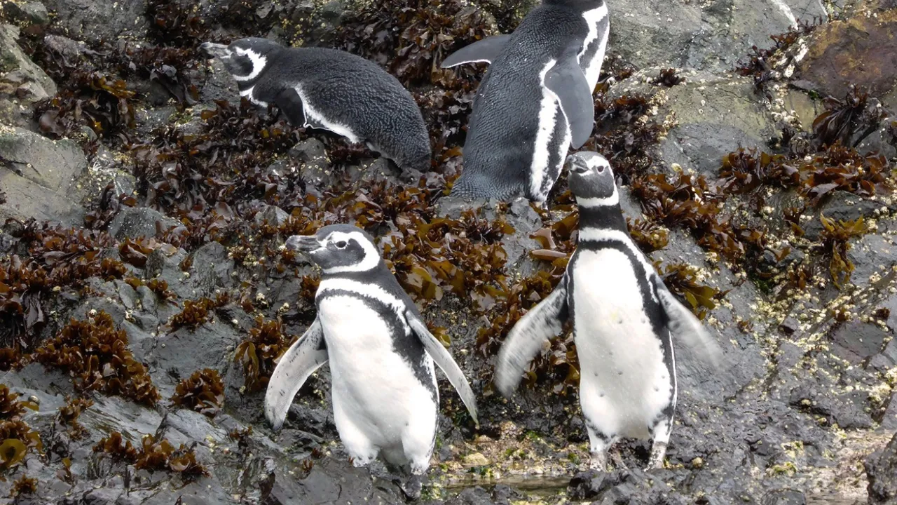 På øen Chiloé kommer vi tæt på pingvinerne. Foto Viktors Farmor