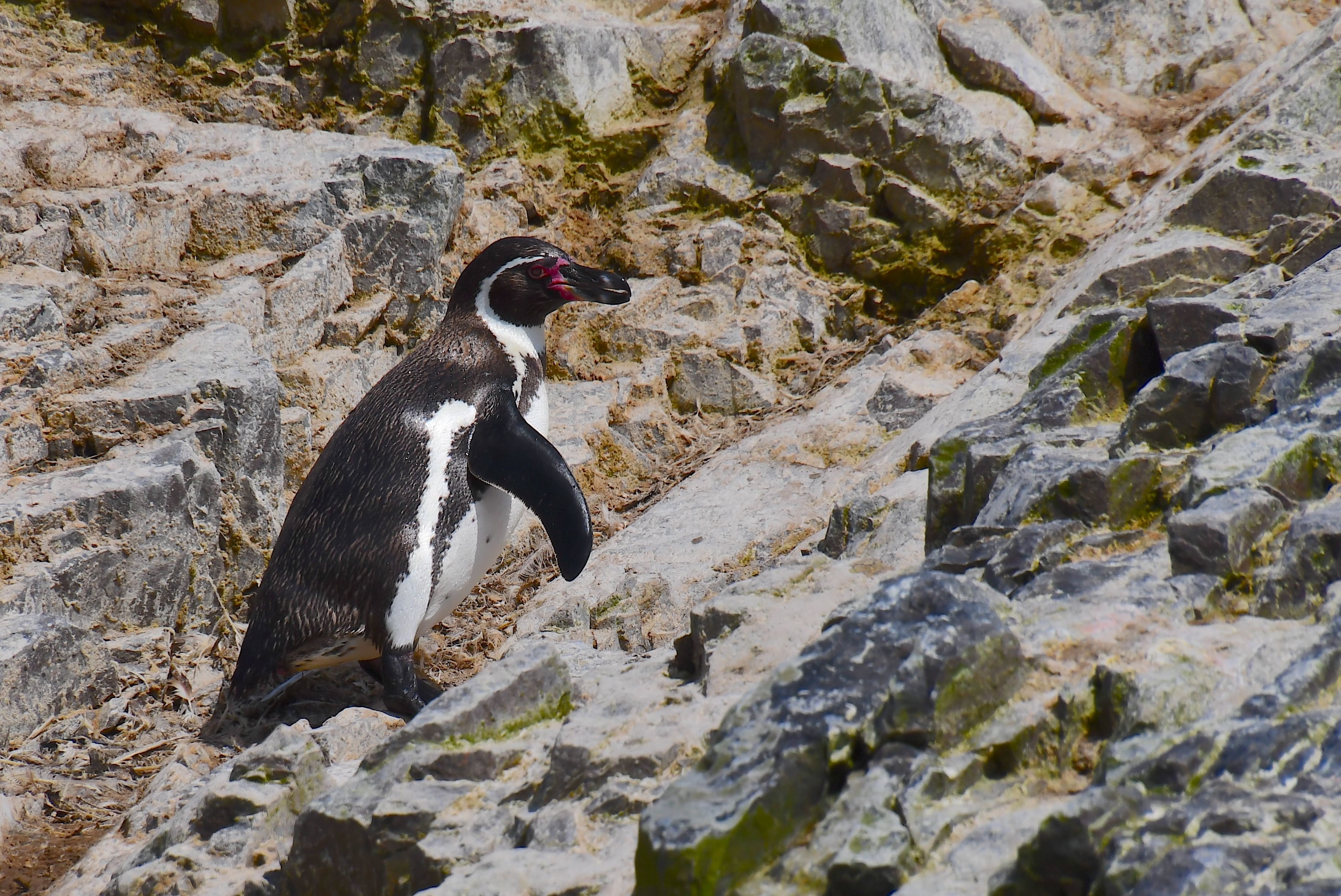 Ballestasøerne er et af de bedste steder i Peru at opleve Humboldtpingviner. Foto Hanne Christensen