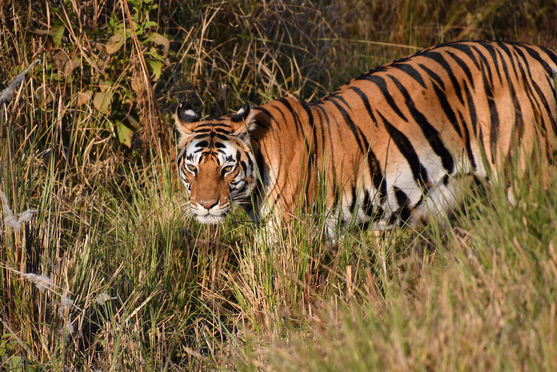 Vi tager på Safari Ranthambore på udkig efter tigere og skovens andre dyr. Foto af Hanne Christensen