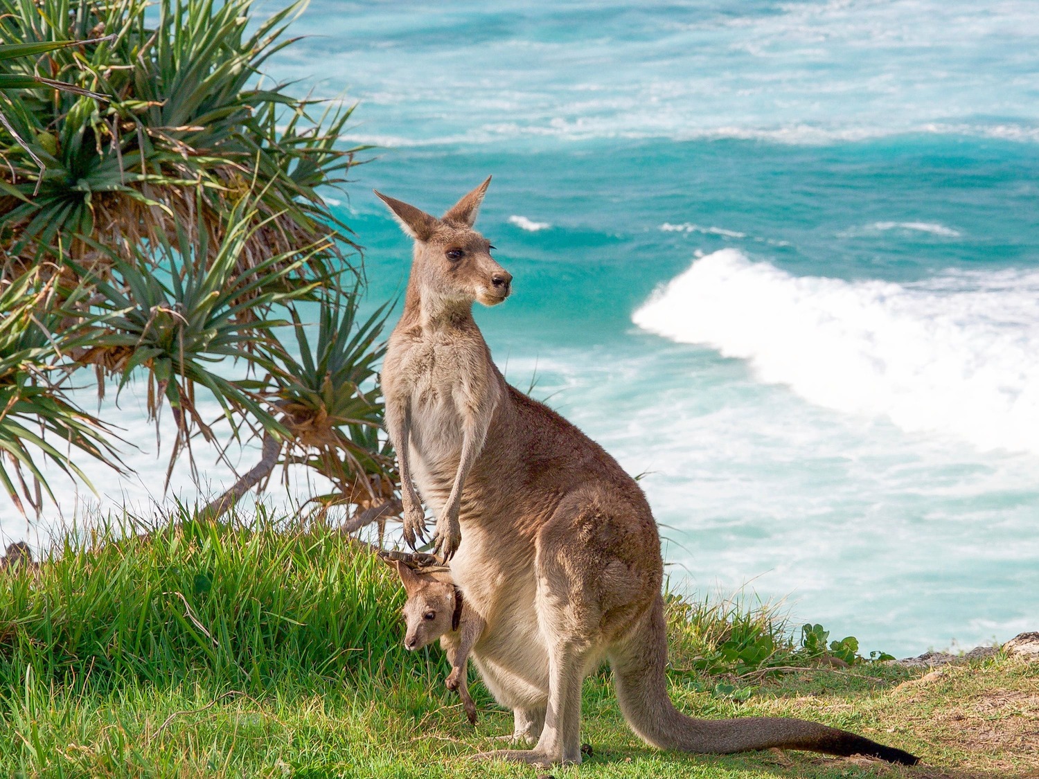 Der er gode chancer for at se kænguruer på Kangaroo Island og i resten af landet. Foto Viktors Farmor
