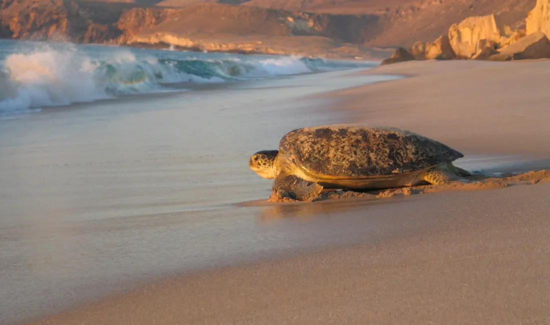 En havskildpadde kæmper sig tilbage i havet efter æglægning. Foto Esben Gynther