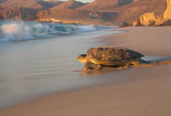 En havskildpadde kæmper sig tilbage i havet efter æglægning. Foto Esben Gynther
