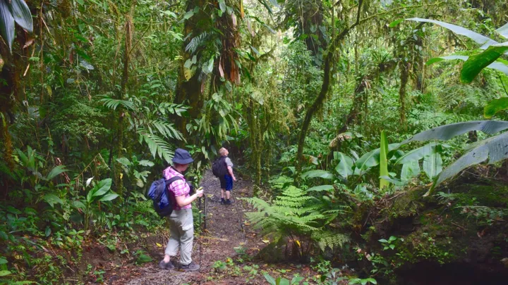 Den tropiske regnskov er mangfoldighedens paradis i Costa Rica. Foto Hanne Christensen