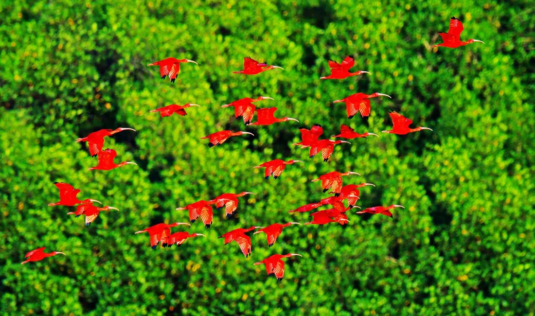 De røde ibis flyver i store flokke over Caroni Swamp. Foto Ondrej Prosicky