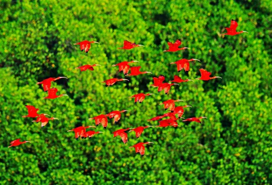 De røde ibis flyver i store flokke over Caroni Swamp. Foto Ondrej Prosicky