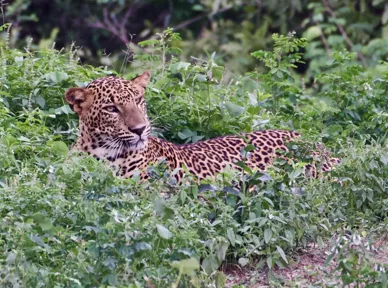 Nationalparken Yala i Sri Lanka har verdens tætteste bestand af leoparder, som vi besøger i Sri Lanka. Foto Flemming Lauritsen