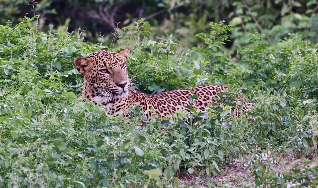 Nationalparken Yala i Sri Lanka har verdens tætteste bestand af leoparder, som vi besøger i Sri Lanka. Foto Flemming Lauritsen