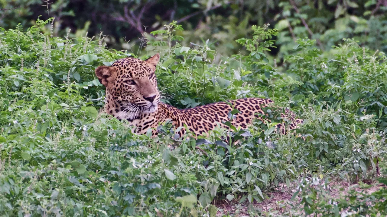 Nationalparken Yala i Sri Lanka har verdens tætteste bestand af leoparder, som vi besøger i Sri Lanka. Foto Flemming Lauritsen