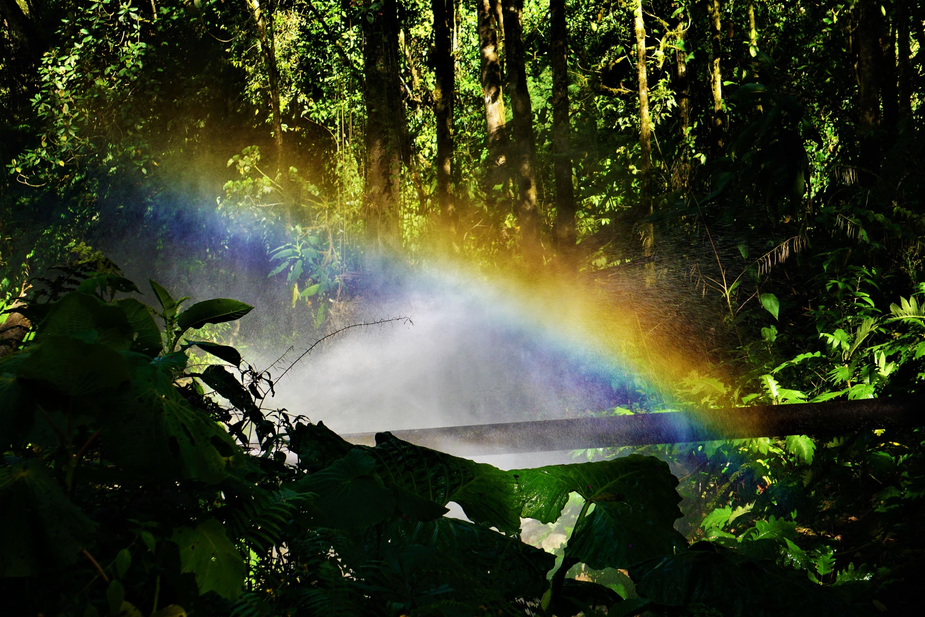 Vi kan være heldige og spotte en regnbue i den tætte jungle i Panama. Foto Katrine Svejstrup