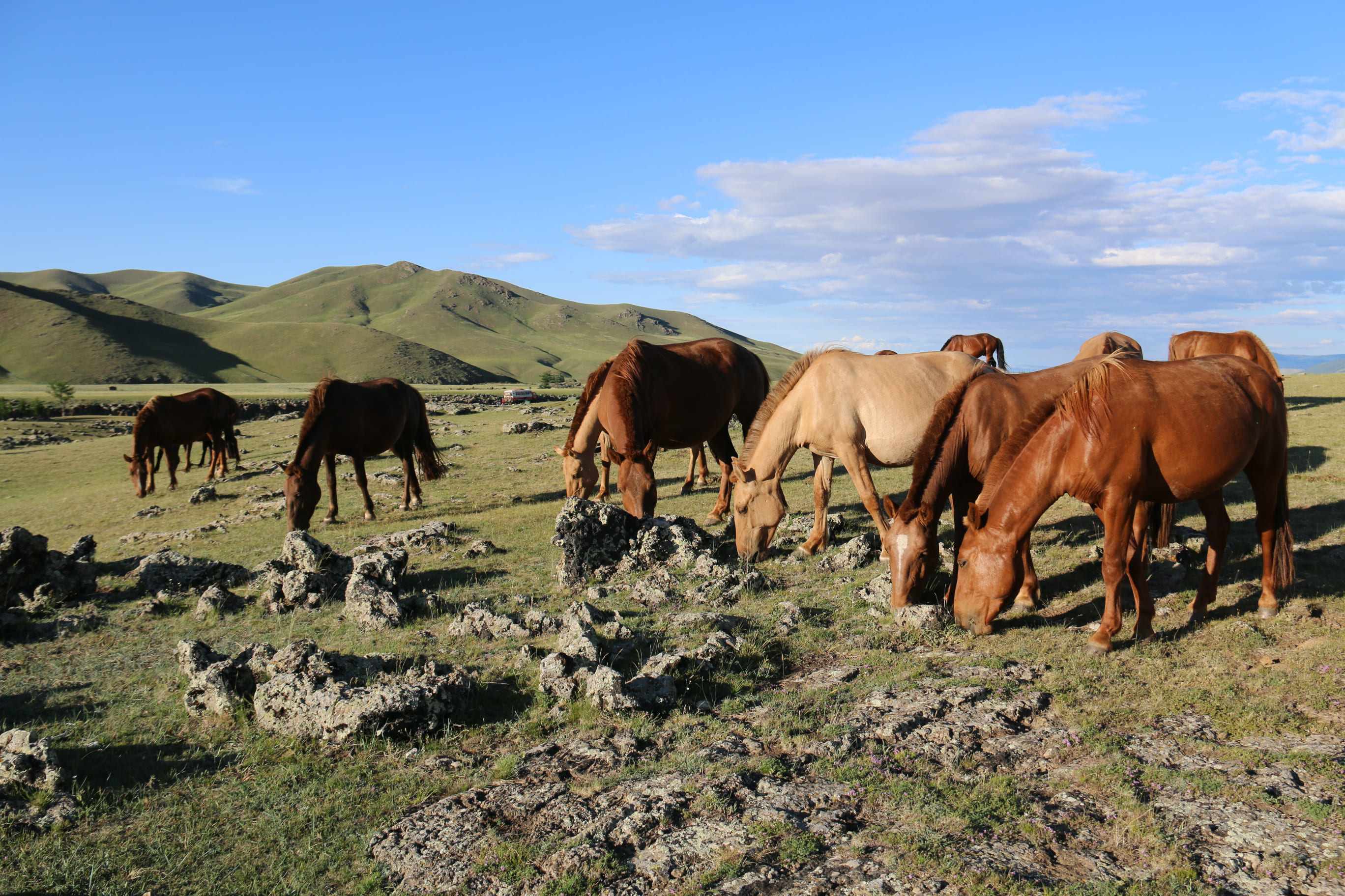 Hestene græsser frit på de store åbne vidder i Mongoliet. Foto Anja Schmidt