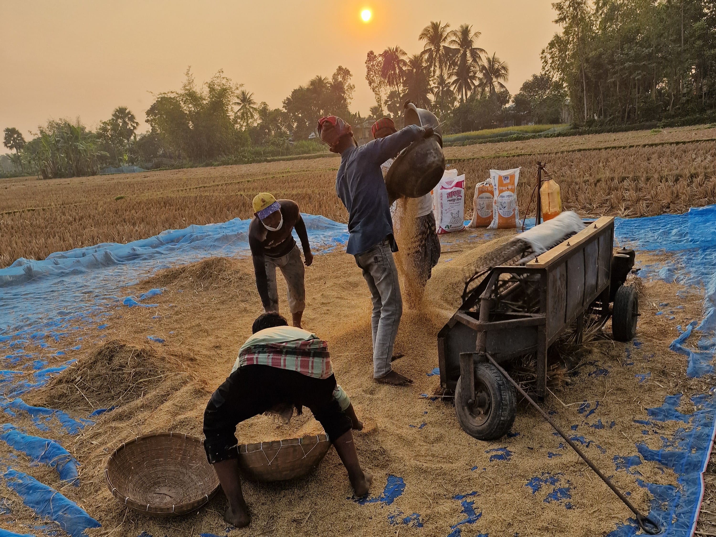 Så er der høsttid. Foto Peter Nielsen