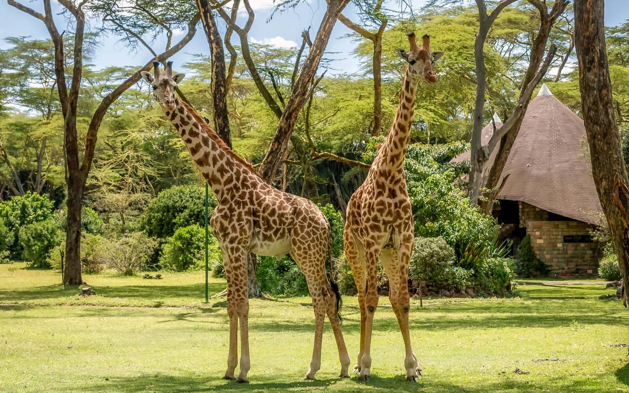 Vi har god mulighed for at spotte giraffer på turen. Foto Viktors Farmor