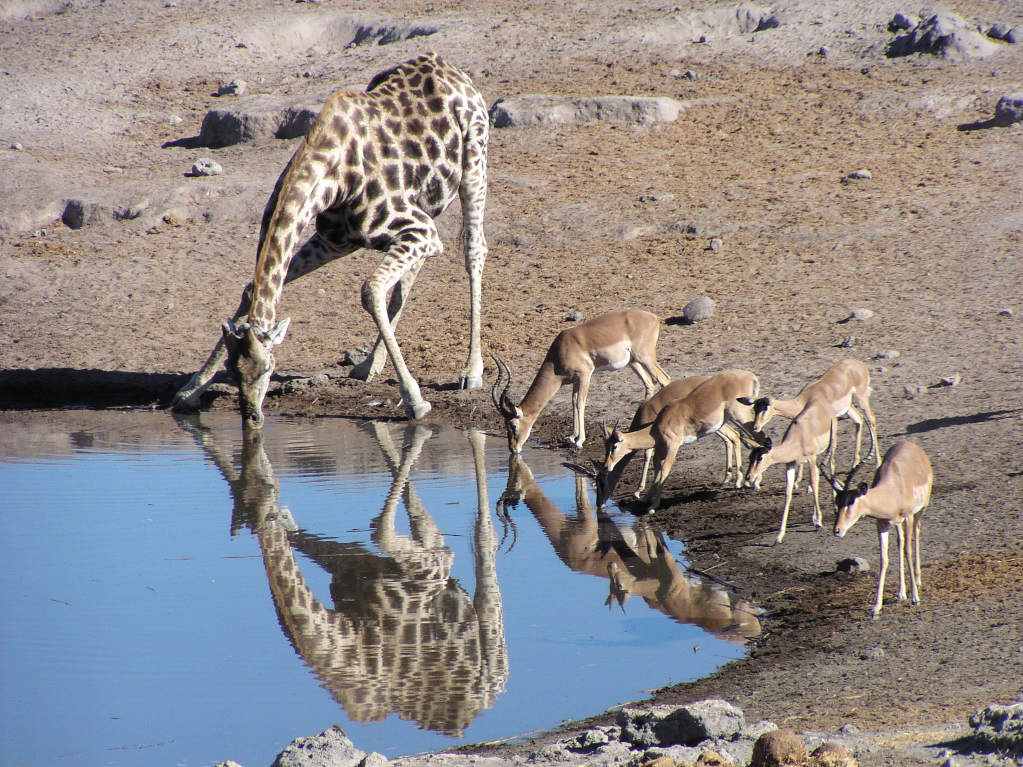 Etoshas vandhuller tiltrækker et rigt dyreliv. Giraffer, springbukke og zebraer ses ofte side om side. Foto Kirsten Vibholm Petersen