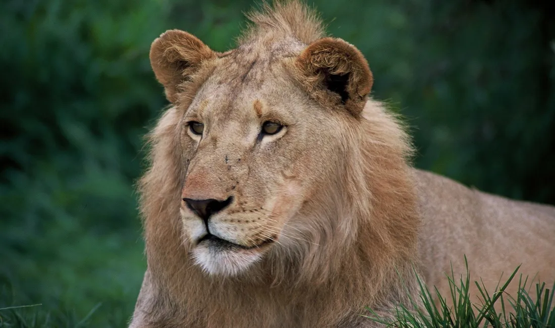 Løven er en af Afrikas berømte "Big Five".