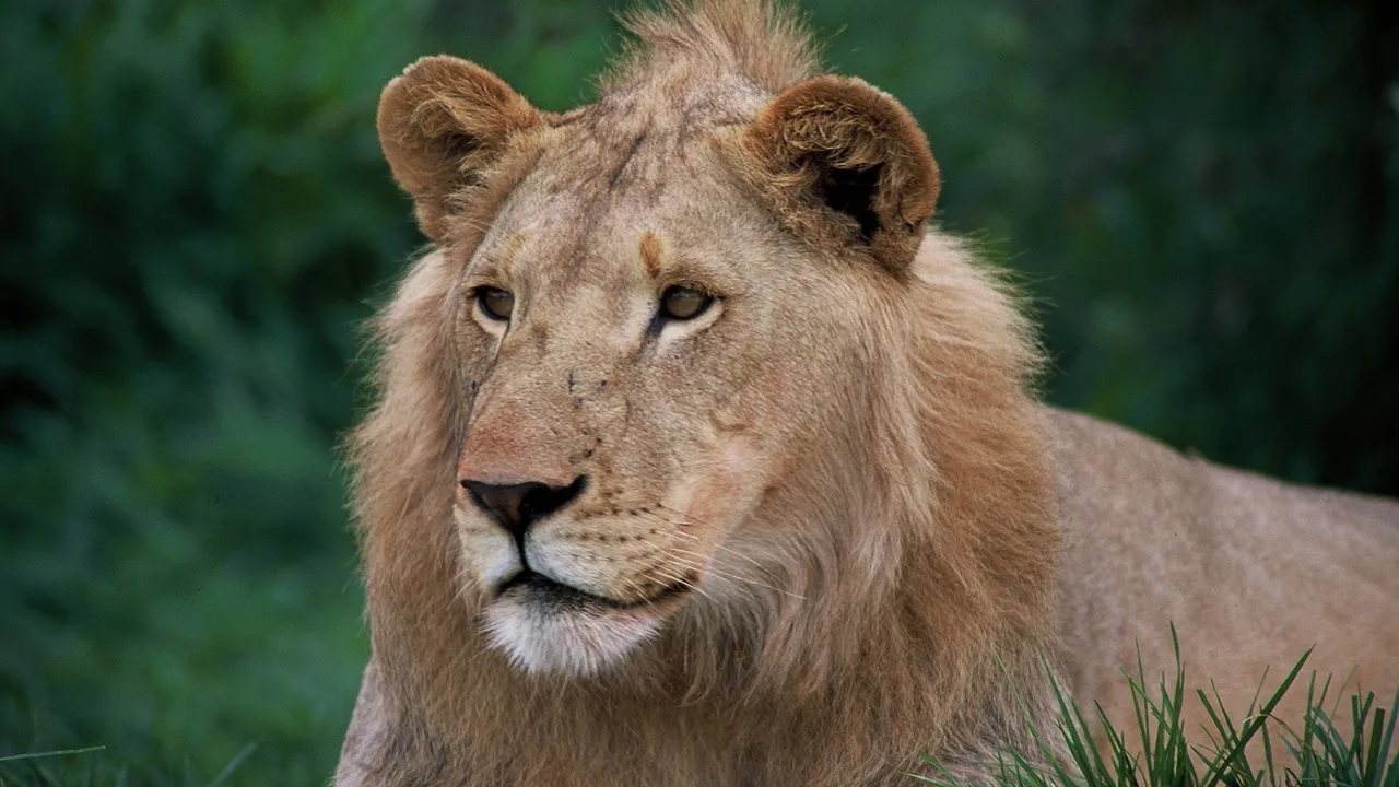 Løven er en af Afrikas berømte "Big Five".