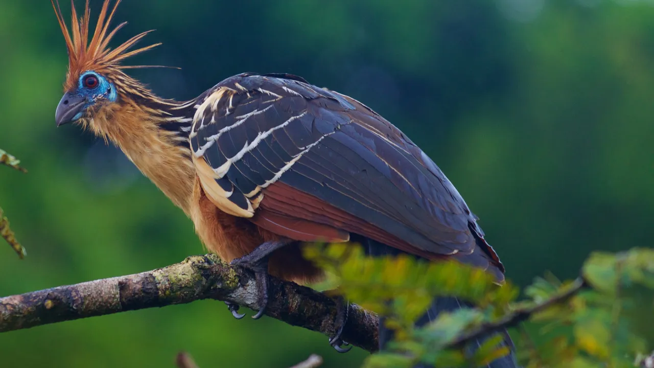 En af fuglerigets mærkeligste skabninger hoatzinen er almindelig i Amazonas. Foto Viktors Farmor