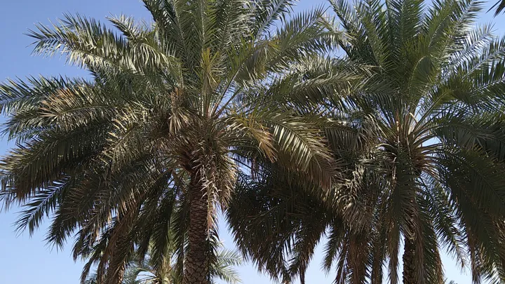 Der er 10 millioner daddelpalmer i Oman. Foto Mie Ellen Gynther