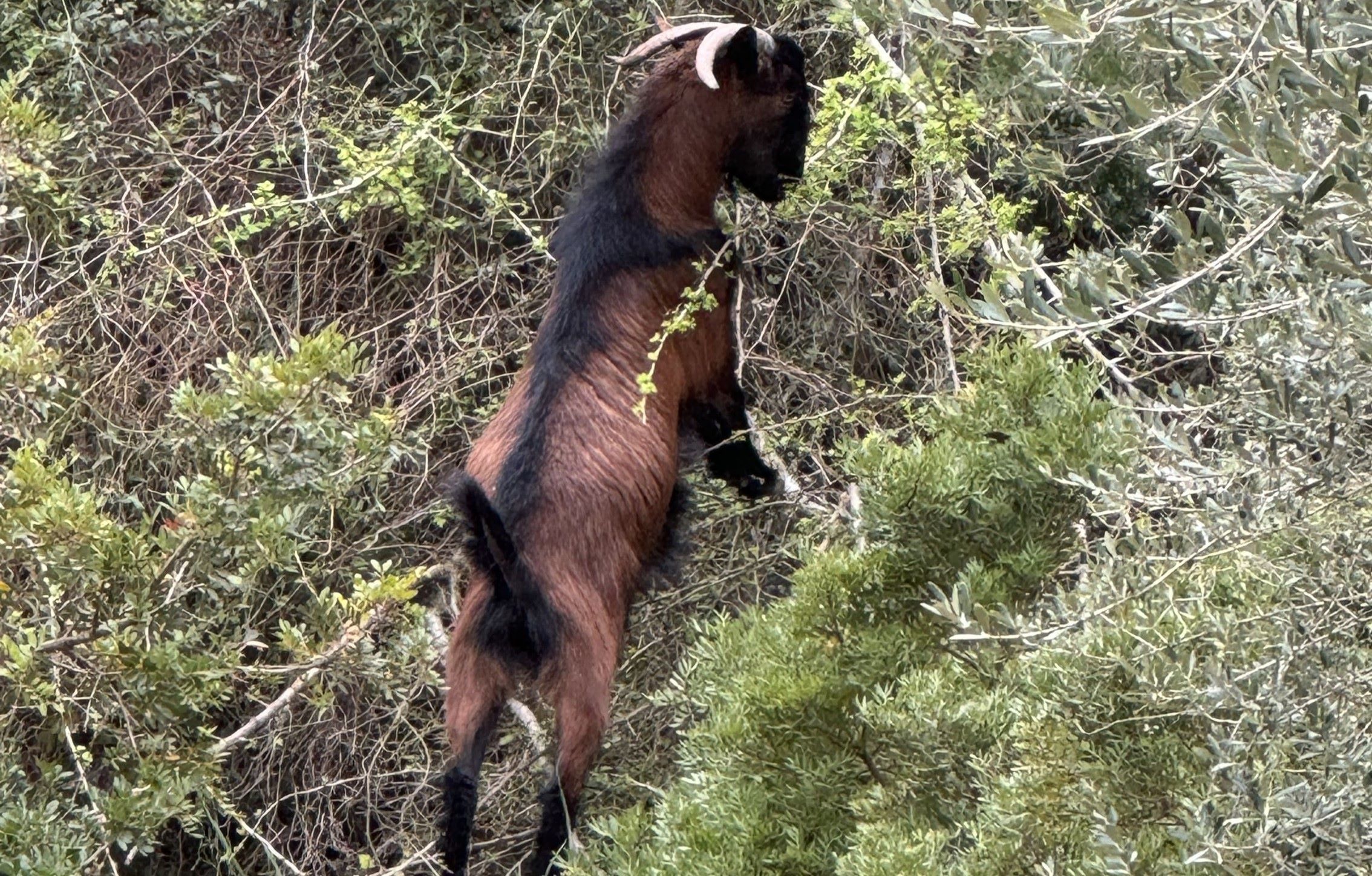 Der er mange bjerggeder på Mallorca. Her stødte vi på en ved Lluc-klostret. Foto Josefine Aude Raas
