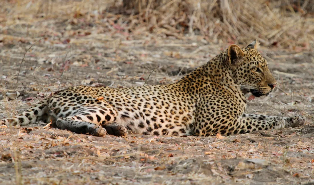 Afrikas største koncentration af leoparder findes i Luangwa nationalparken. Foto Erik Hermansen